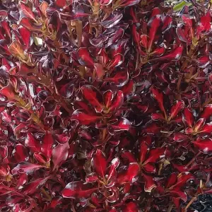 Coprosma Pacific Sunset Garden Shrub - Striking Multicolour Foliage, Compact Size, Attracts Pollinators (10-30cm)