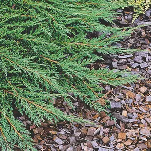 Juniperus Prince of Wales Garden Plant - Compact Evergreen, Blue Foliage (20-30cm Height Including Pot)