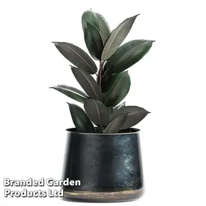 Ficus elastica Abidjan 8.5cm Pot x 1