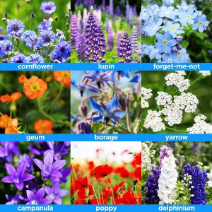 Woodland Garden Wildflower Seeds - Bees & Butterflies, Foxgloves, Borage, Forget Me Nots - Suitable for Shady Areas