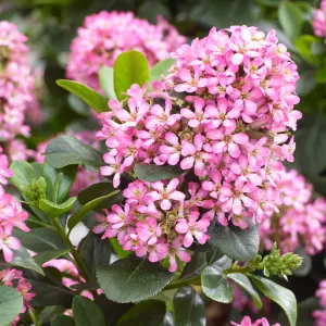 Escallonia laevis Pink Elle in a 2L Pot Evergreen Flowing Pink Potted Outdoor Garden Shrub Plant 25-30cm Tall in Pot