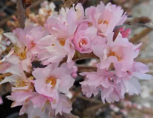 Direct Plants Prunus Autumnalis Rosea Flowering Cherry Tree 5-6ft Supplied in a 7.5 Litre Pot