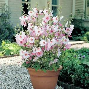 Lavatera Barnsley Garden Plant - Pinkish-White Blooms, Compact Size (25-35cm, 3 Plants)