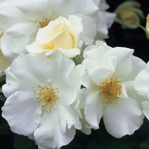 Flower Carpet White Rose Bush White Flowering Roses Rounded Rose 4L Pot