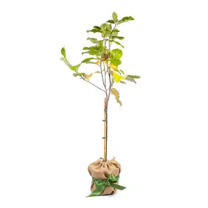 YouGarden Magnolia 'Susan' Standard Tree in 3L Pot, Approximately 80-90cm Tall, Gift Wrapped in Brown Hessian Bag with Green Fabri