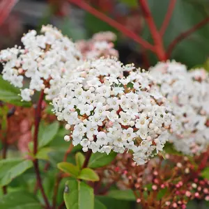 Viburnum Tinus Spirit (Laurustinus Viburnum) 3.6 Litre Potted Plant x 1