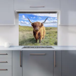 Highland Cow In Summer Kitchen Splashback