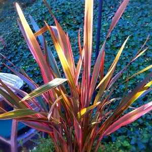 Phormium Maori Maiden Garden Plant - Striking Variegated Foliage, Compact Size, Hardy (25-35cm Height Including Pot)