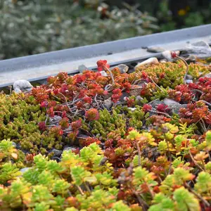 12 x Sedum Stonecrop Plant Mix in 9cm Pots - Mixed Varieties - Evergreen Outdoor Succulents - UK Hardy - Rockery Plants