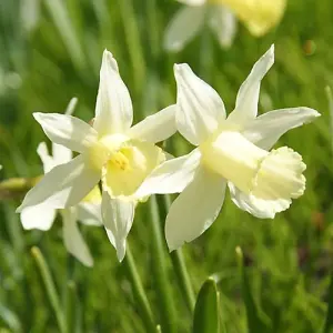 Boston Seeds Elka Narcissi Bulbs (500 Bulbs)