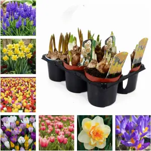 Spring Bulb Collection - 6 x 9cm Pots of Mixed Outdoor Growing Flowering Bulbs