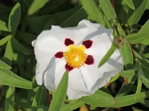 Cistus Alan Fradd Flowering Evergreen Garden Shrub Plant