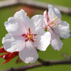 Ornamental Prunus incisa 'Kojo-no-Mai' Fuji Cherry Tree in a 19cm Pot