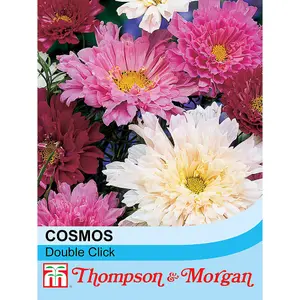 Cosmos Double Click 1 Seed Packet (65 Seeds)