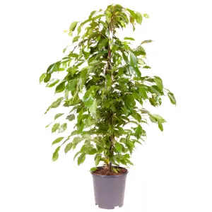 House Plant, Weeping Fig, Ficus benjamanica Exotica, 21cm Pot 90cm Tall, Large Bush