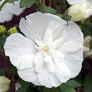 White Chiffon Tree Hollyhock Shrub Plant Hibiscus Syriacus 2L Pot