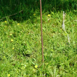 Robin on Stick Metal Garden Ornament British Bird Robins Outdoor Stake