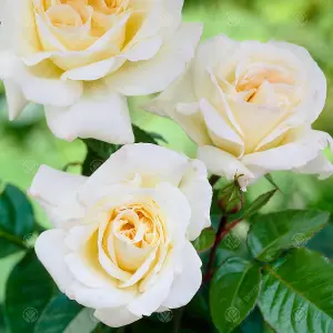 Happy Anniversary Cream Rose - Outdoor Plant, Ideal for Gardens, Compact Size