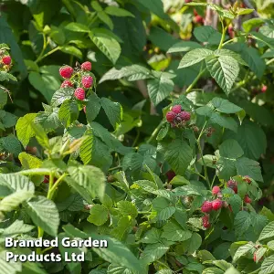 Fruit Raspberry Summer Lovers Early 2 Litre Pot x 1