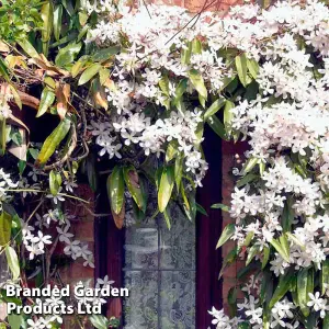 Clematis Armandii Snowdrift 2 Litre Potted Plant x 1