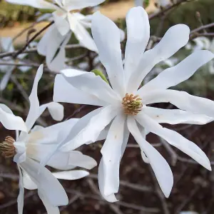 Magnolia Stellata x 2 Plants in 9cm Pots - Starry Magnoliacea - Spring Flowering