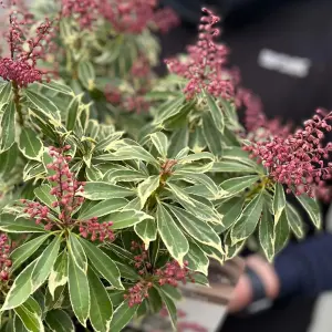 Pieris Polar Passion, Evergreen Shrub Plant for UK Gardens (15-25cm Height Including Pot)