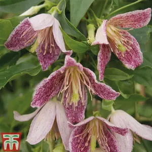 Winter Flowering Clematis - Advent Bells 7cm Potted Plant x 2