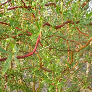 Salix babylonica 'Tortuosa' in 3 Litre Pot - Dragon's Claw Willow - 85-100cm in Height