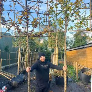 Hornbeam Pleached Tree with Staking Kit - 200cm Stem and 10cm Girth