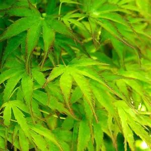 Acer Going Green - Vibrant Green Foliage, Outdoor Plant, Ideal for Gardens, Compact Size (80-100cm Height Including Pot)