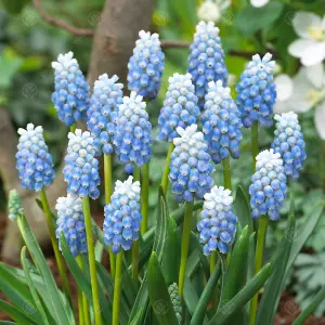 Muscari Peppermint Flowering Bulbs (100 Pack)