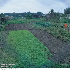 Green Manure 1 Seed Packet - Thompson & Morgan