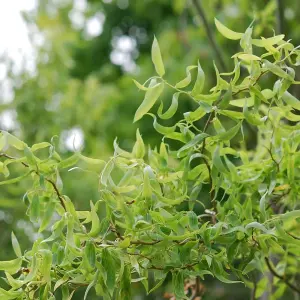 Salix Tortuosa Tree - Twisted Branches, Dragons Claw Willow, Hardy (5-6ft)