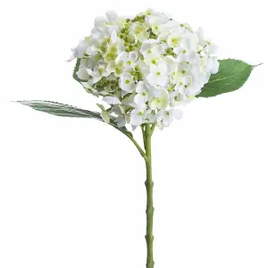 UK Homeliving White Lace Cap Hydrangea