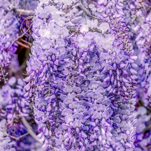 1 x Chinese Wisteria Sinensis Prolific in 2L Pot - Scented Climbing Shrub - Blue Violet Flowers - Ideal for Walls and Trellises