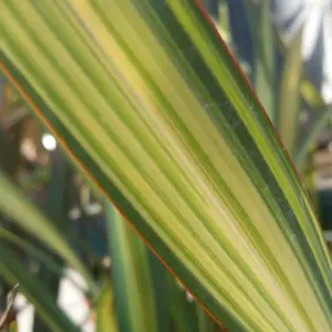 Phormium Apricot Queen Garden Plant - Striking Yellow-Green Foliage, Compact Size, Hardy (15-30cm Height Including Pot)