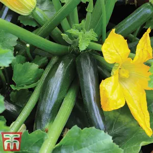 Courgette Midnight F1 Hybrid 1 Seed Packet (10 Seeds)