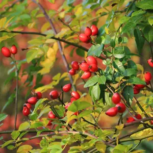 Hedge Dog Rose (Rosa canina) 1 Bare Root Plant