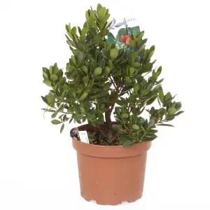 Arbutus unedo Strawberry Tree Evergreen Shrub 2L Potted Plant