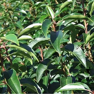 Prunus Lusitanica - Evergreen Hedging Plant, Portuguese Laurel, Hardy (20-40cm Height Including Pot, 1 Plant)