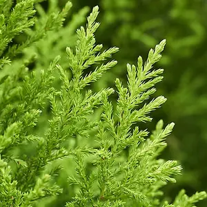 10 x Cupressus Conifer Macrocarpa Goldcrest Tree in a 10.5cm Pot 28-30cm Tall Supplied as 10 x Established Cypress Trees