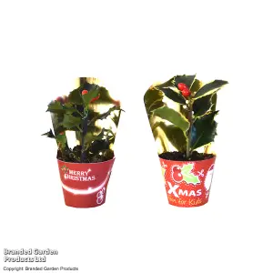 Gift Ilex (Holly) Meserveae Blue Angel 6cm Pot x 1