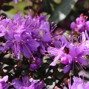 Rhododendron Impeditum Garden Plant - Purple-Blue Blooms, Compact Size, Hardy (15-30cm Height Including Pot)