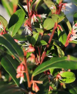 Sarcococca hookeriana Winter Gem - Christmas Box in a 9cm pot