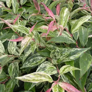 Leucothoe Rainbow Garden Plant - Colourful Foliage, Compact Size (20-30cm Height Including Pot)