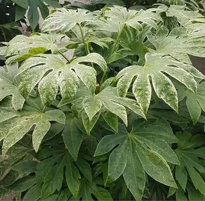 2 x Fatsia Japonica 'Spiders Web' in a 9cm Pots - Castor Oil Plant - Evergreen