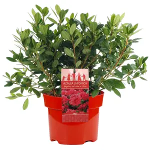 Azalea Red - Evergreen Shrub, Exquisite Red Blooms (20-40cm Height Including Pot)