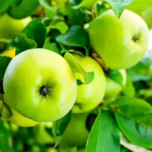 'Grenadier' Self-Fertile Apple Tree 4-5ft Tall, Ready to Fruit, Brilliant For Cooking 3FATPIGS