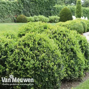 Buxus Sempervirens 9cm Potted Plant x 20