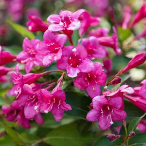 Weigela Picobella Rosa - Extraordinary pink flowering shrub 1 x 9cm pot